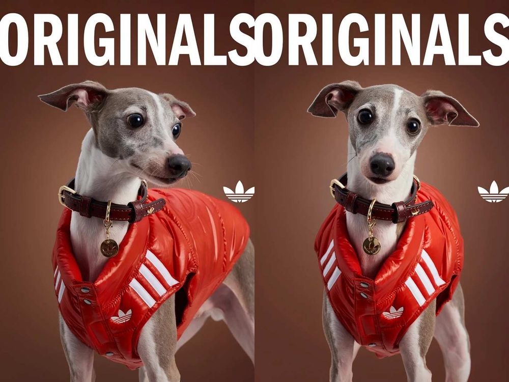 愛迪達真的很會！adidas寵物系列再推「秋冬新款」啦！毛孩版運動外套、背心可愛到爆！-6