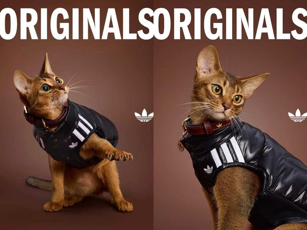 愛迪達真的很會！adidas寵物系列再推「秋冬新款」啦！毛孩版運動外套、背心可愛到爆！-7