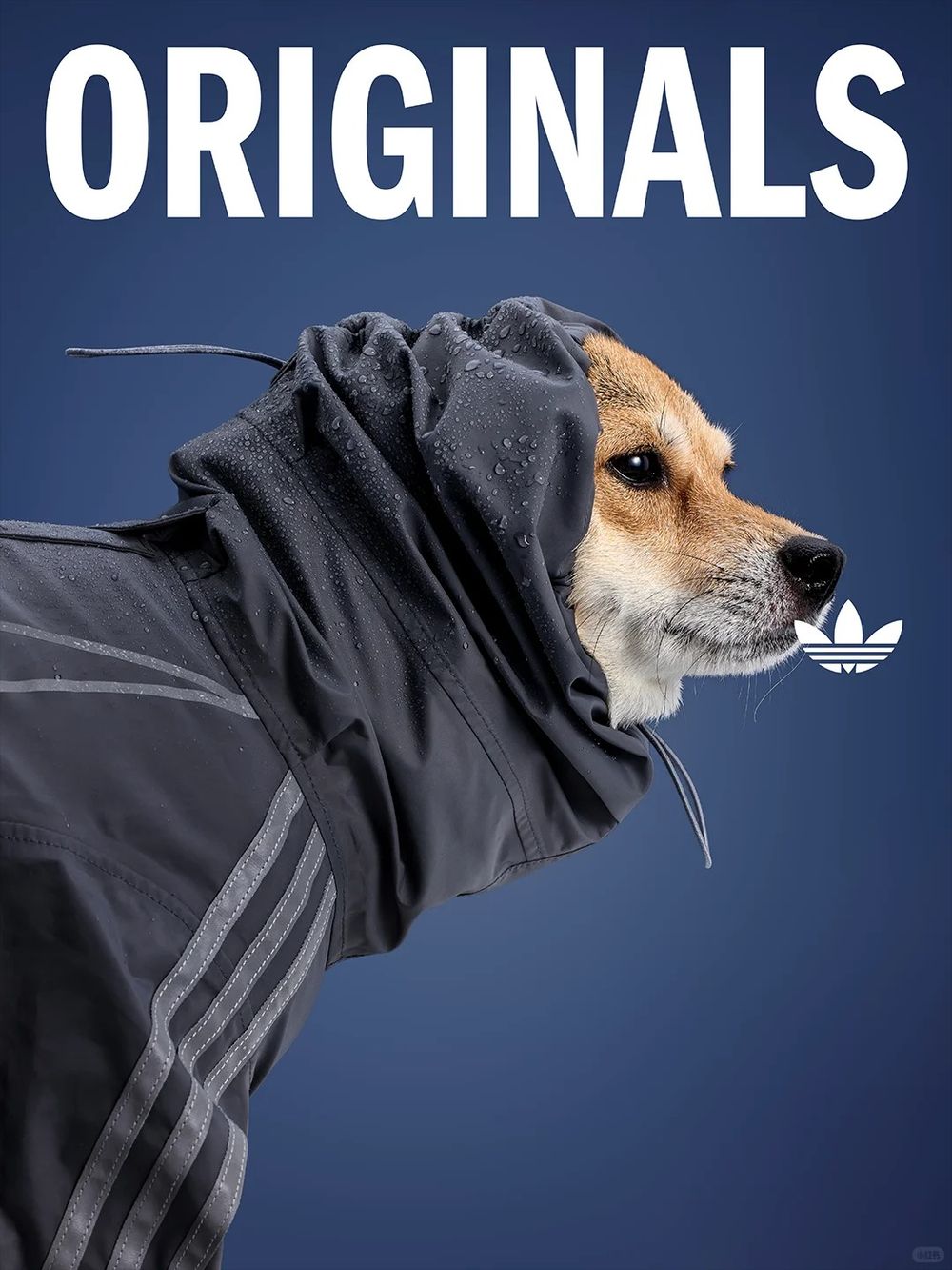 愛迪達真的很會！adidas寵物系列再推「秋冬新款」啦！毛孩版運動外套、背心可愛到爆！-9