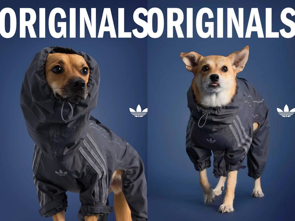 愛迪達真的很會！adidas寵物系列再推「秋冬新款」啦！毛孩版運動外套、背心可愛到爆！-8