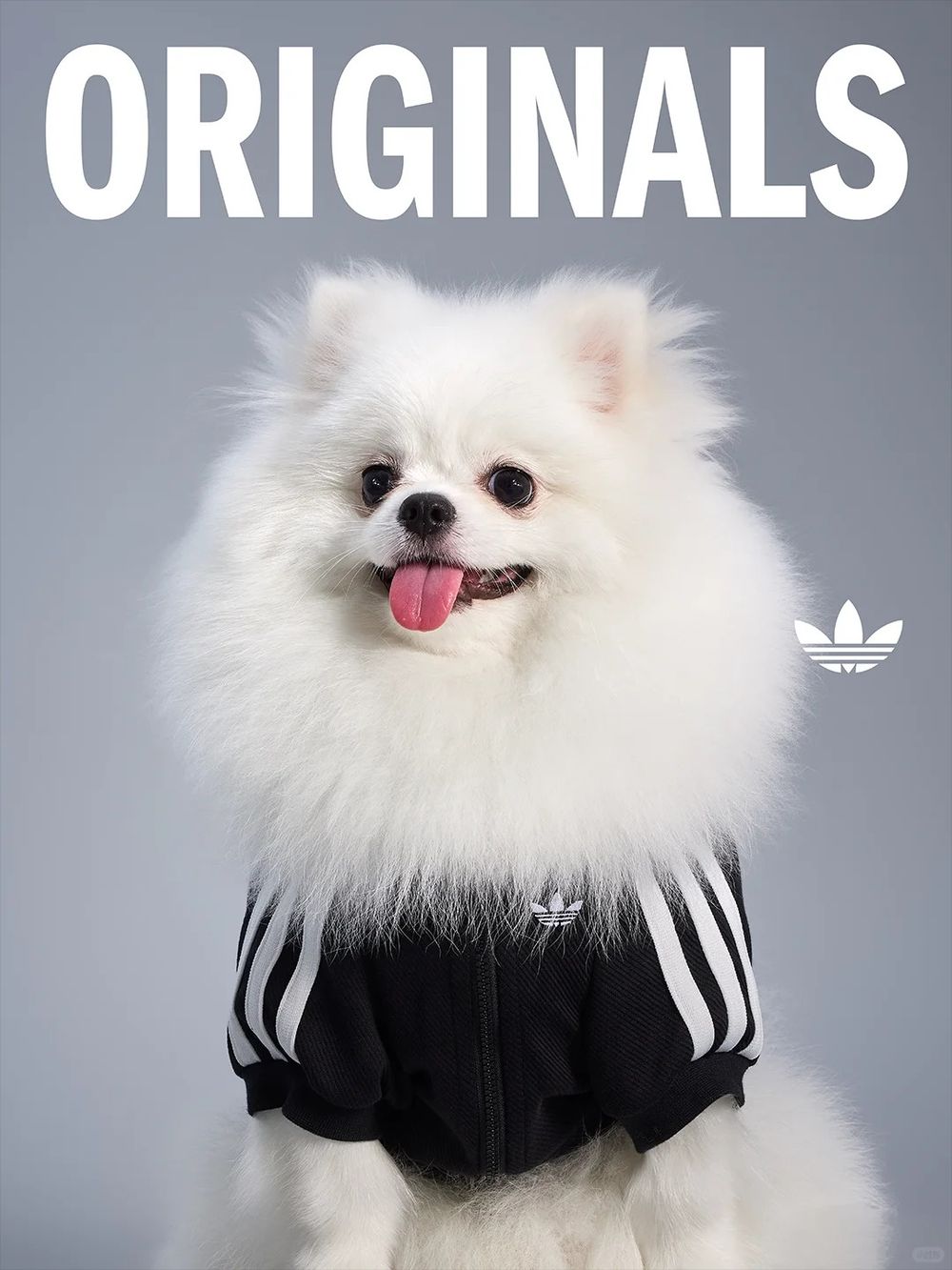 愛迪達真的很會！adidas寵物系列再推「秋冬新款」啦！毛孩版運動外套、背心可愛到爆！-10