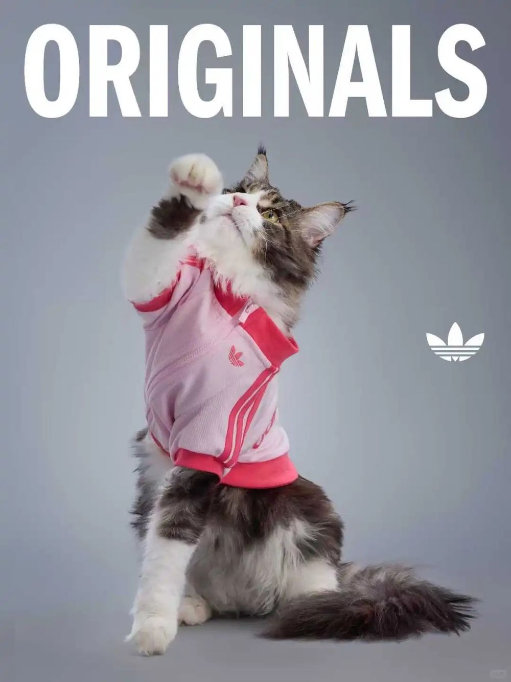 愛迪達真的很會！adidas寵物系列再推「秋冬新款」啦！毛孩版運動外套、背心可愛到爆！-11