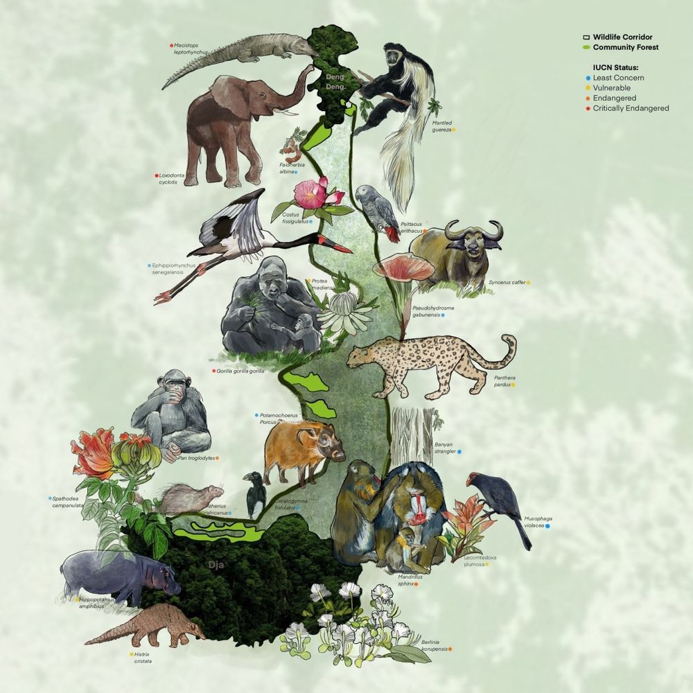 從洗澡開始的保育行動！LUSH「守護大象沐浴果凍」即將開賣，75%收益捐公益、用香氣守護非洲森林象！-4