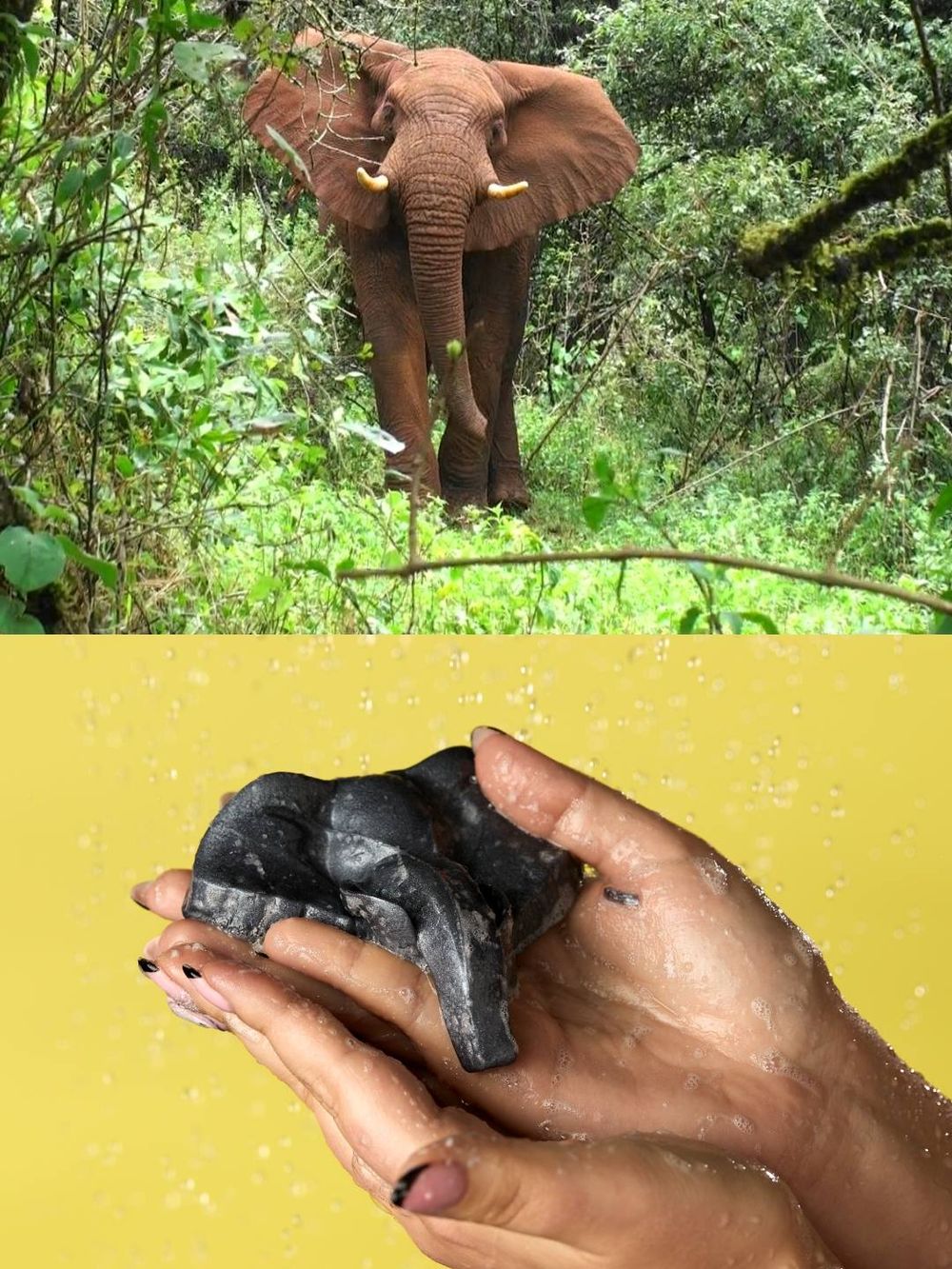 從洗澡開始的保育行動！LUSH「守護大象沐浴果凍」即將開賣，75%收益捐公益、用香氣守護非洲森林象！-2