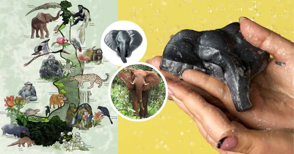 從洗澡開始的保育行動！LUSH「守護大象沐浴果凍」即將開賣，75%收益捐公益、用香氣守護非洲森林象！-1