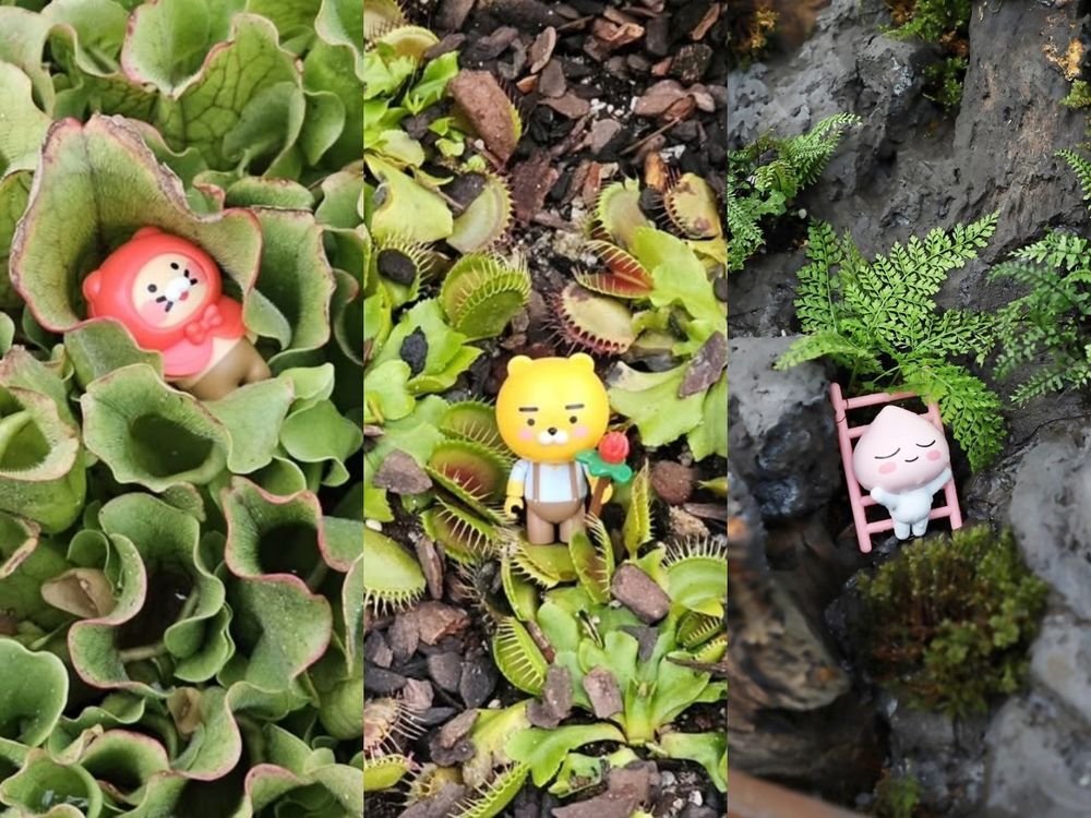 韓國人氣植物園跟Kakao Friends推聯名特展！園丁春植萌翻必拍、還有限定「賞花萊恩玩偶&小貼紙」要買！-16