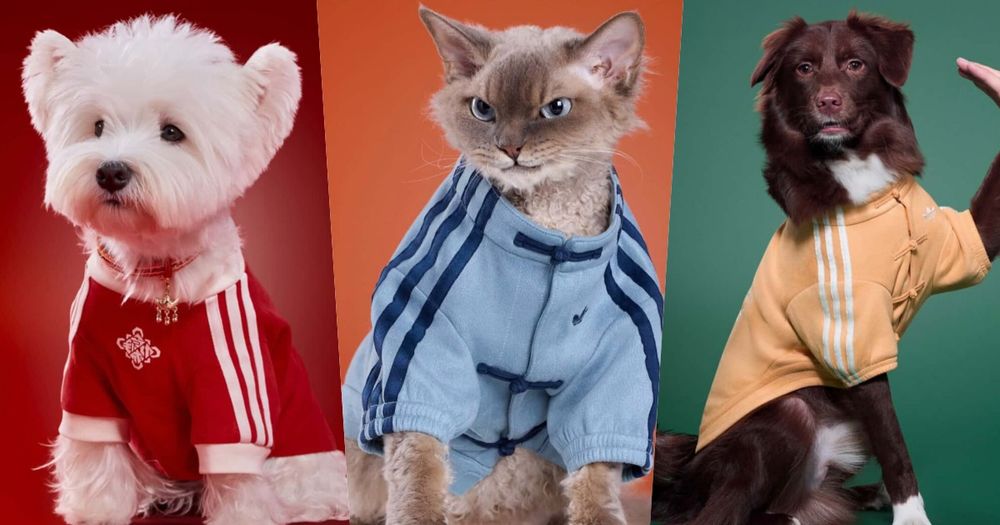 毛孩過年戰衣有了！adidas寵物系列「三葉草唐裝」曝光！穿這樣拜年一定拿紅包！-1
