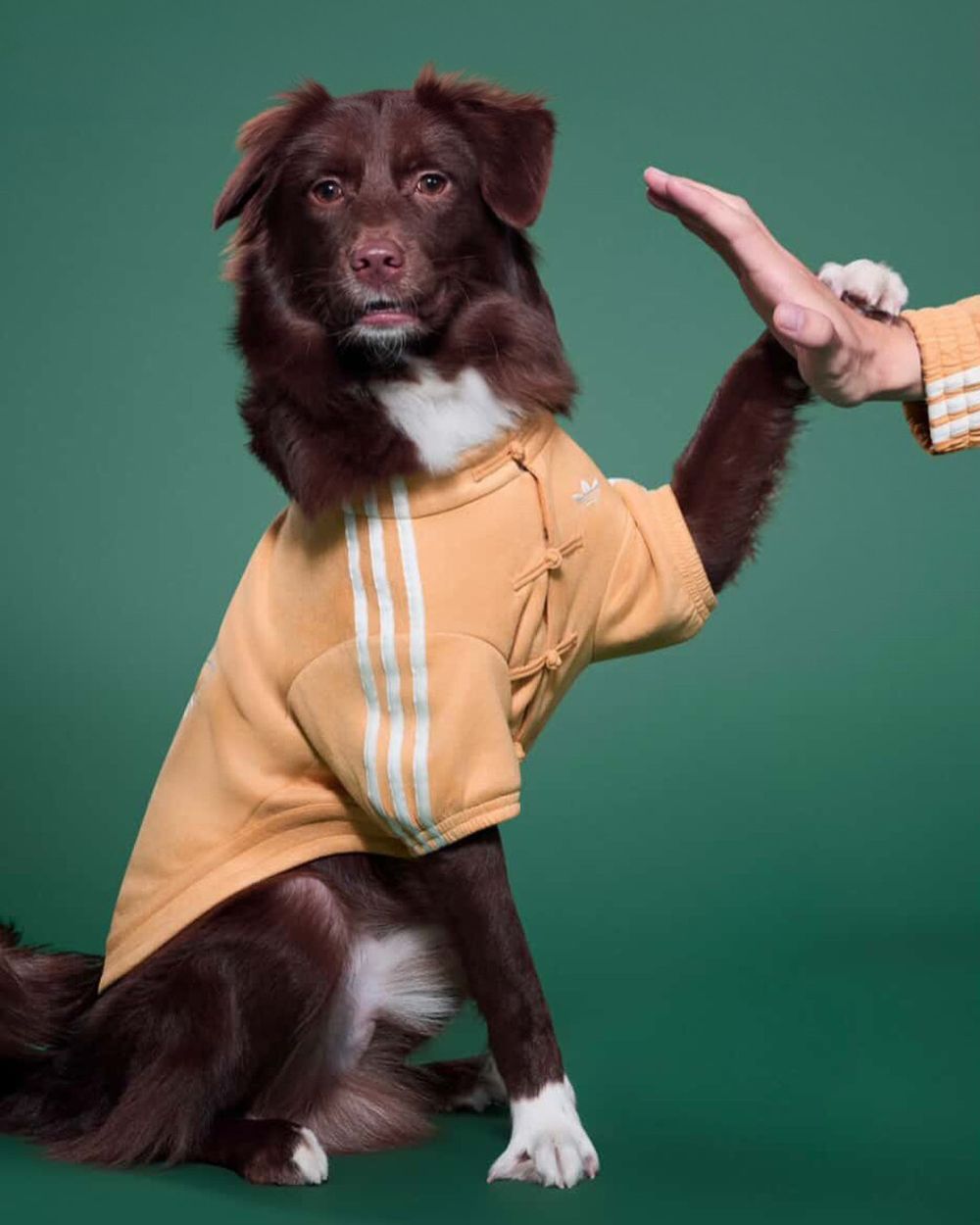 毛孩過年戰衣有了！adidas寵物系列「三葉草唐裝」曝光！穿這樣拜年一定拿紅包！-4