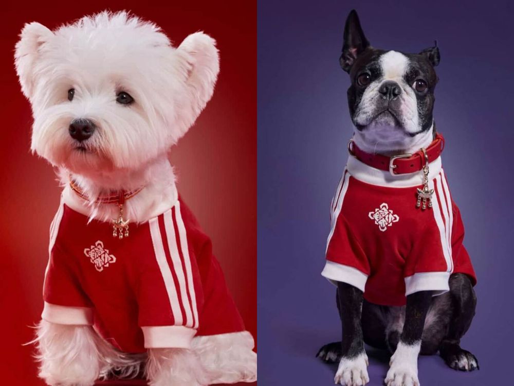 毛孩過年戰衣有了！adidas寵物系列「三葉草唐裝」曝光！穿這樣拜年一定拿紅包！-8
