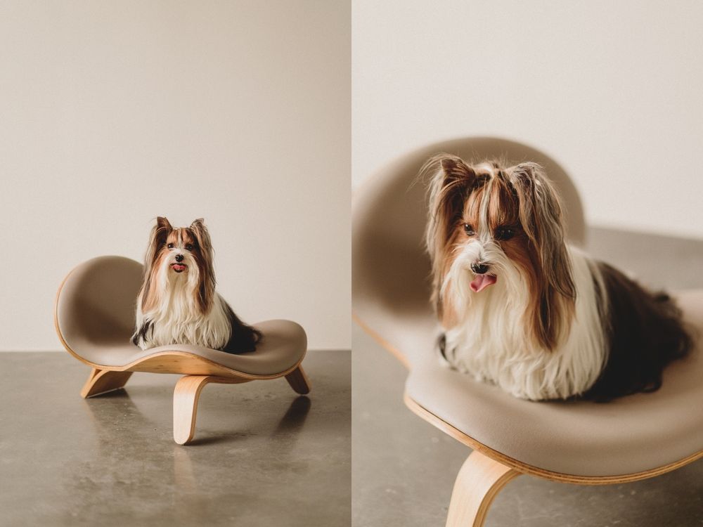 專門為毛寶貝設計！人寵生活美學品牌PAMITIE高級感拉滿！「寵物、主人」共用傢俱也超舒適！-2
