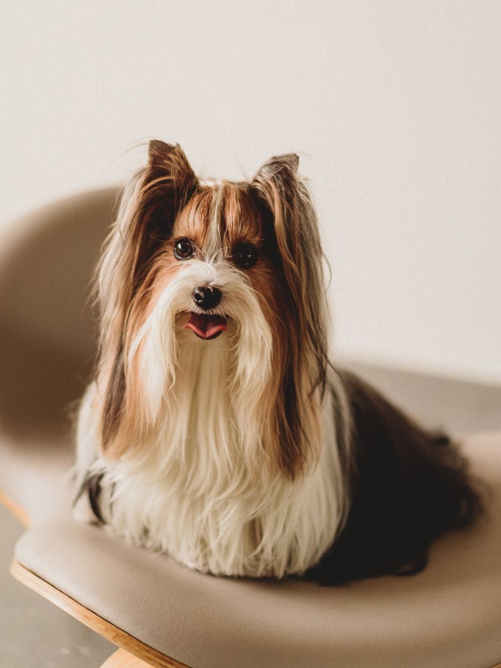 專門為毛寶貝設計！人寵生活美學品牌PAMITIE高級感拉滿！「寵物、主人」共用傢俱也超舒適！-9