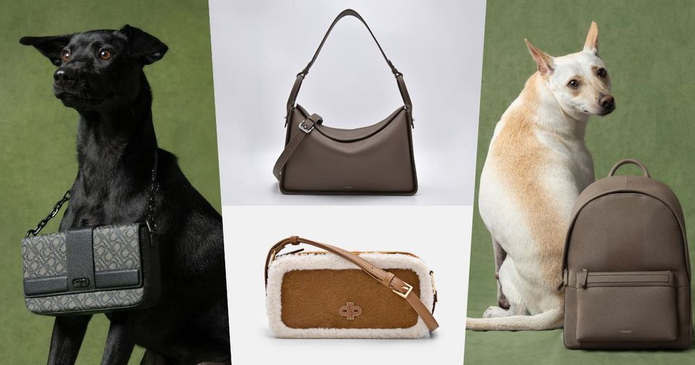 買包也能散播愛心！PEDRO再度邀浪浪拍廣告！毛寶貝揹Demi通勤包太可愛、今年第一咖就選它！-1