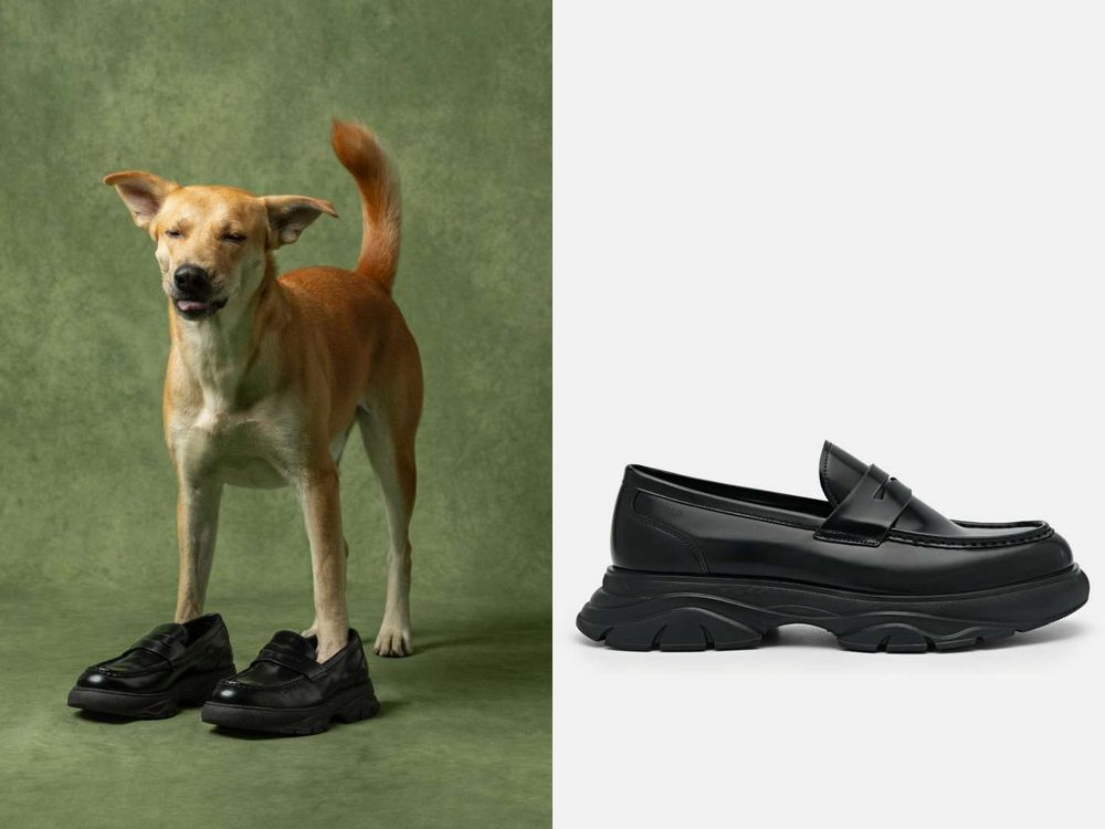 買包也能散播愛心！PEDRO再度邀浪浪拍廣告！毛寶貝揹Demi通勤包太可愛、今年第一咖就選它！-8