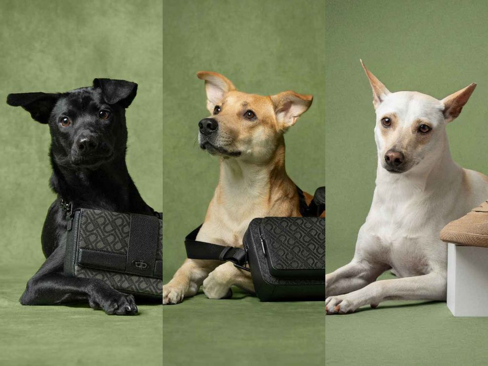 買包也能散播愛心！PEDRO再度邀浪浪拍廣告！毛寶貝揹Demi通勤包太可愛、今年第一咖就選它！-11