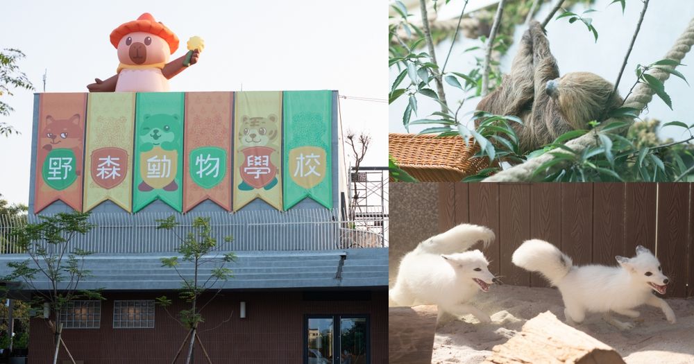 看BTS演唱會前就來這玩！高雄最新動物園區「野森動物學校」赤狐、樹懶20+種動物全都看得到太可愛！-1