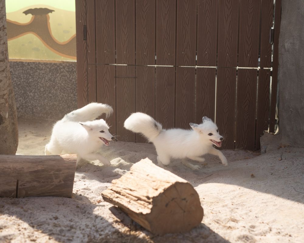 看BTS演唱會前就來這玩！高雄最新動物園區「野森動物學校」赤狐、樹懶20+種動物全都看得到太可愛！-5