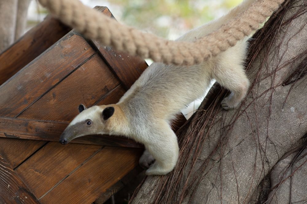 看BTS演唱會前就來這玩！高雄最新動物園區「野森動物學校」赤狐、樹懶20+種動物全都看得到太可愛！-7