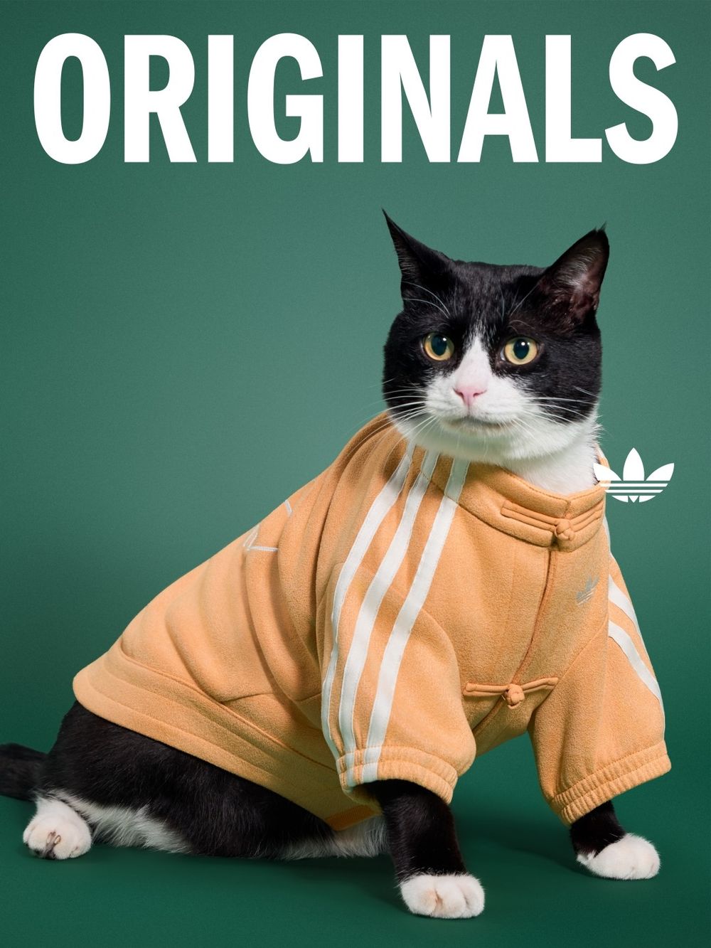 台灣終於買得到了！adidas新年寵物系列來了！竟然有「新中式外套」毛寶貝拜年戰服就它了！-5