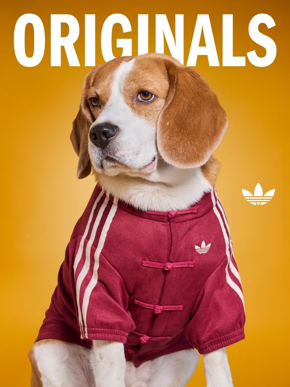 台灣終於買得到了！adidas新年寵物系列來了！竟然有「新中式外套」毛寶貝拜年戰服就它了！-4