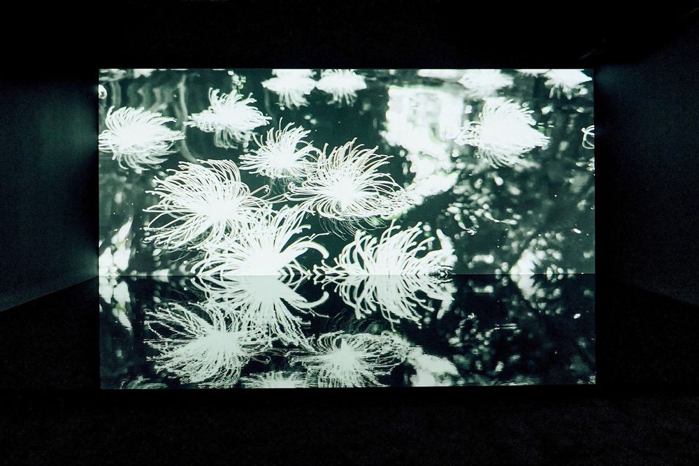 2026新年必逛「蜷川實花展」！「生命的呼吸」台北限定小彩蛋、絕美聲光藝術8大展區必拍亮點一次看！-14