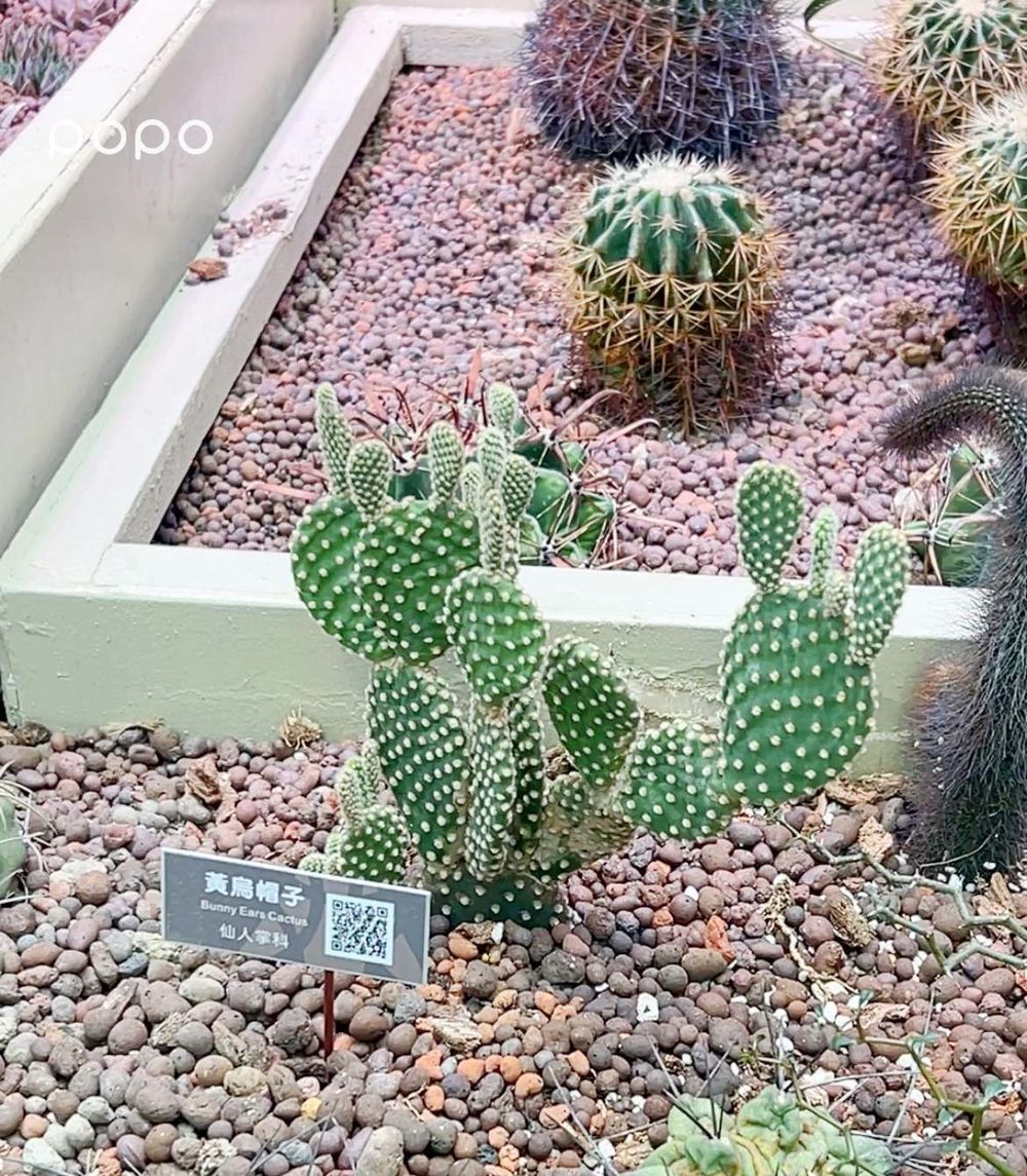 2026過年北部走春景點推薦！新北鶯歌「台版羚羊谷」隨便拍都美翻、桃園神社美到以為在日本！-20