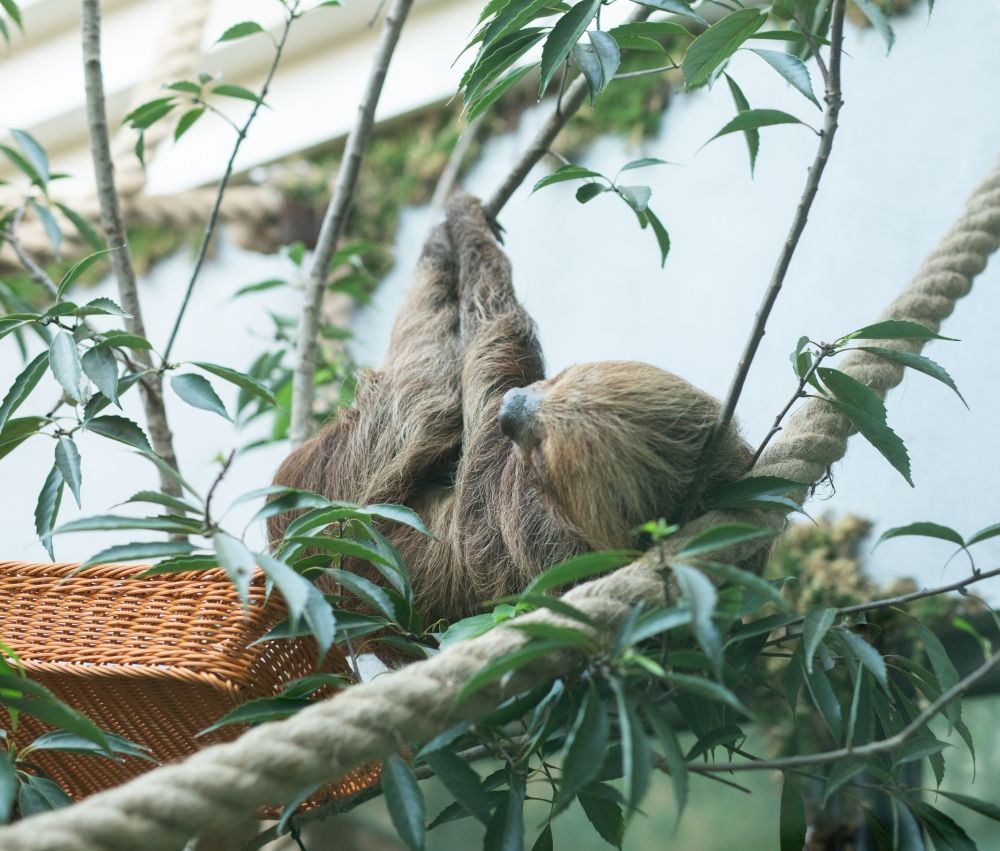 2026中南部走春景點推薦！苗栗橙香森林橘子園美翻、高雄最新動物園區可以跟樹懶近距離接觸！-22