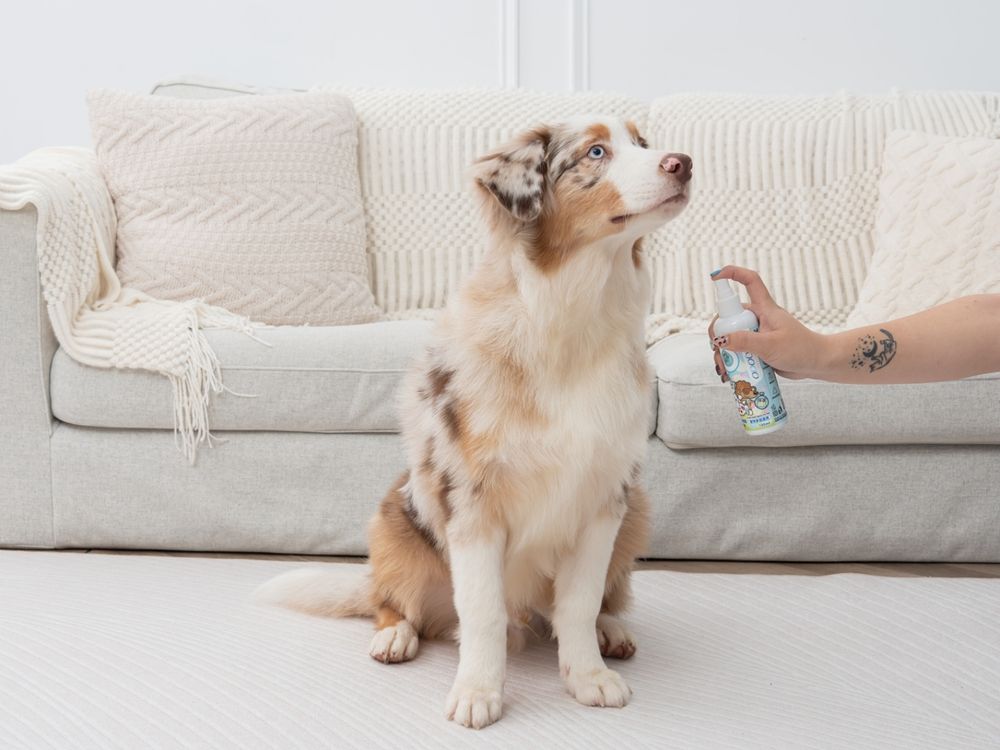毛孩爸媽大掃除前必買！臭味滾貼心推「寵物用餐盤洗潔精、除臭噴霧」讓毛寶貝也能乾淨迎好運！-4