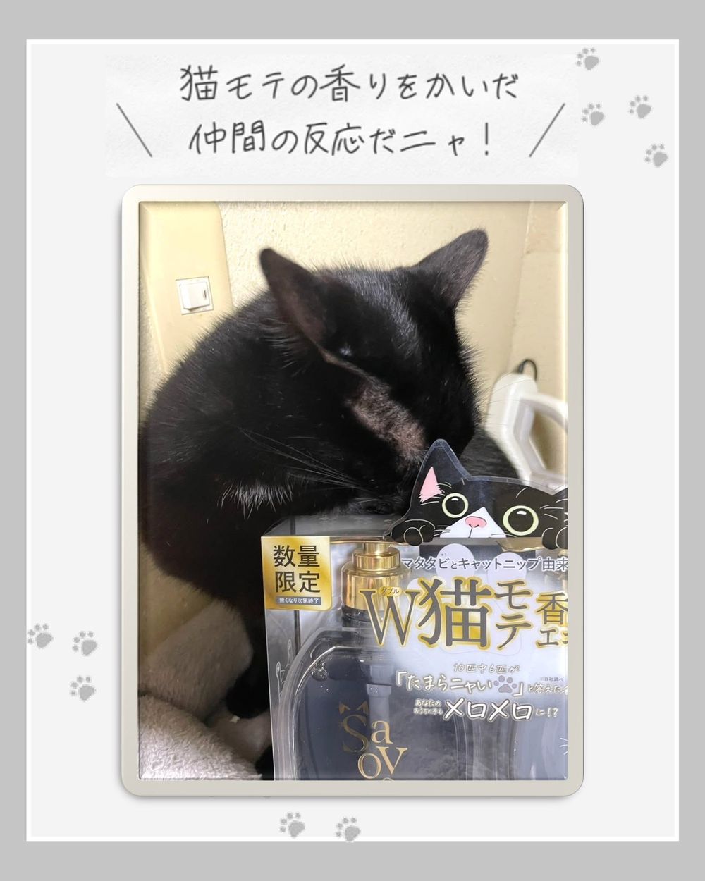 貓奴直接失控！日本爆紅「貓大麻洗髮精」登場，貓草×木天蓼香氣太犯規，貓大爺再也不傲嬌、只想整天黏著你！-4