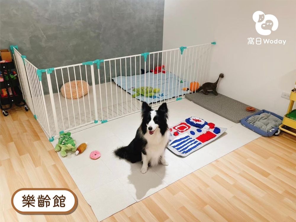 2026台北3大寵物旅館推薦！潘慧如「3天2夜旅館」對老狗超友善、這間按體型分區讓主人超安心！-3