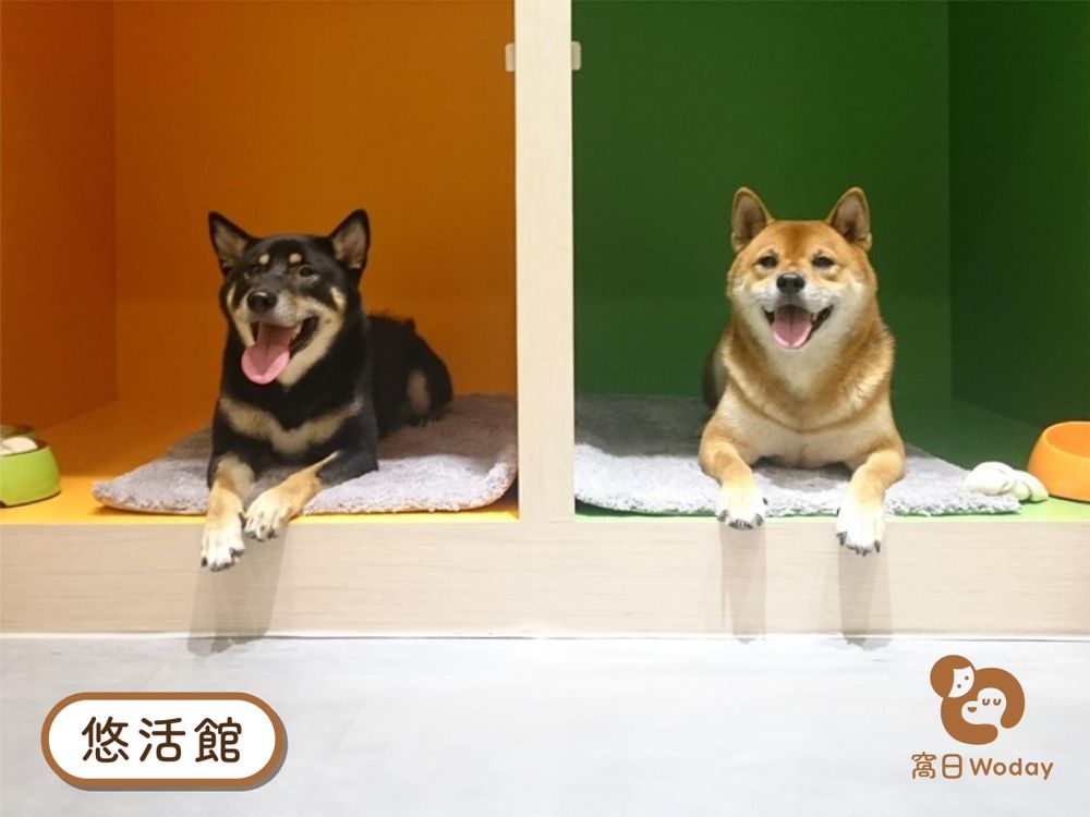 2026台北3大寵物旅館推薦！潘慧如「3天2夜旅館」對老狗超友善、這間按體型分區讓主人超安心！-1