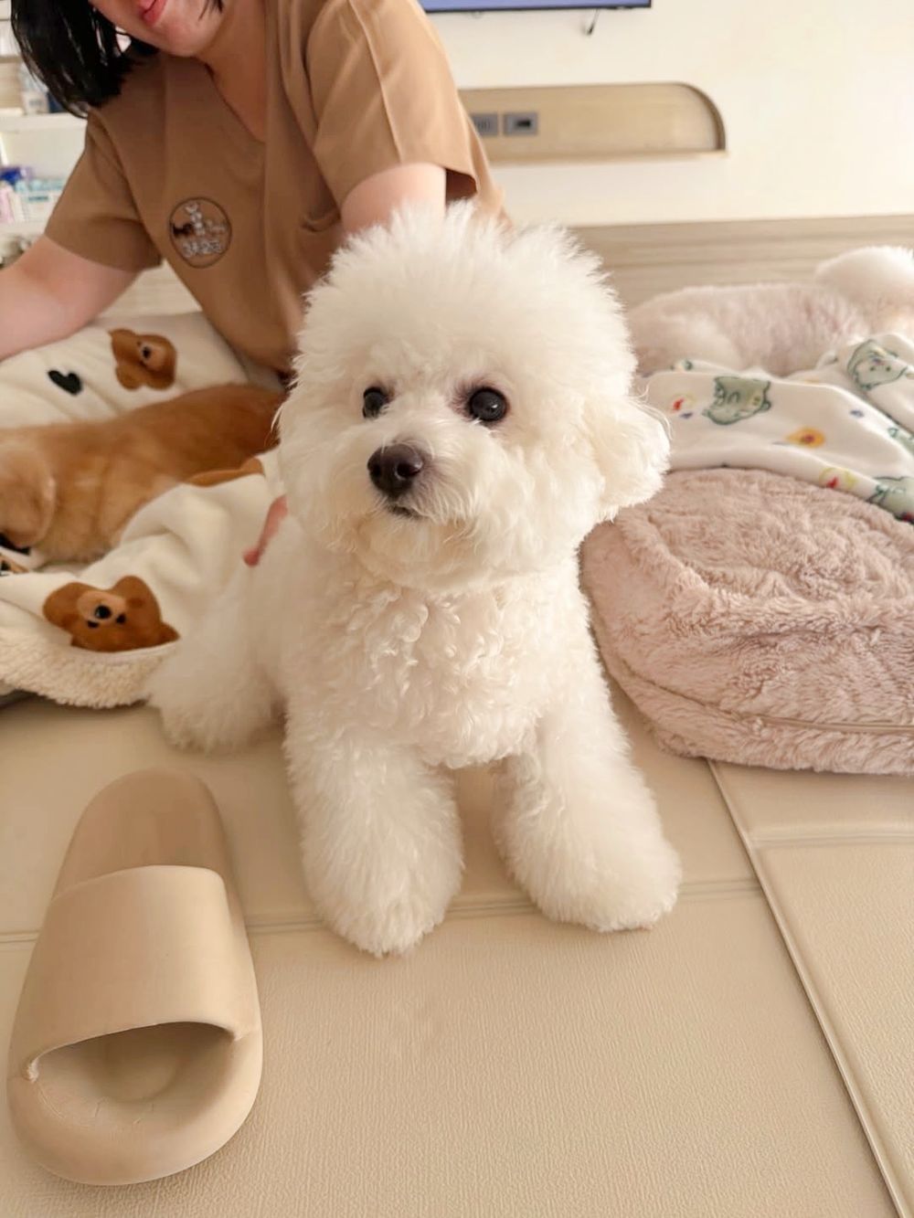 2026台北3大寵物旅館推薦！潘慧如「3天2夜旅館」對老狗超友善、這間按體型分區讓主人超安心！-11