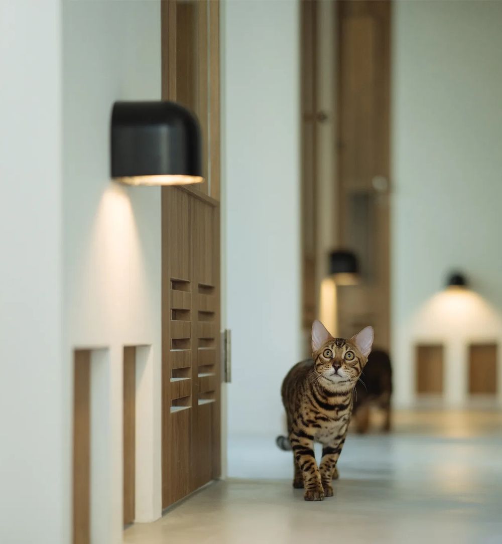 2026台北3大寵物旅館推薦！潘慧如「3天2夜旅館」對老狗超友善、這間按體型分區讓主人超安心！-19