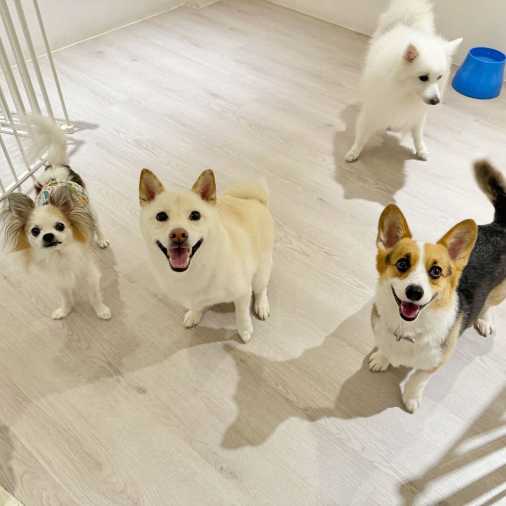 2026台北3大寵物旅館推薦！愛貓成癮媲美貓界五星級飯店、這間按體型分區讓主人超安心！-15