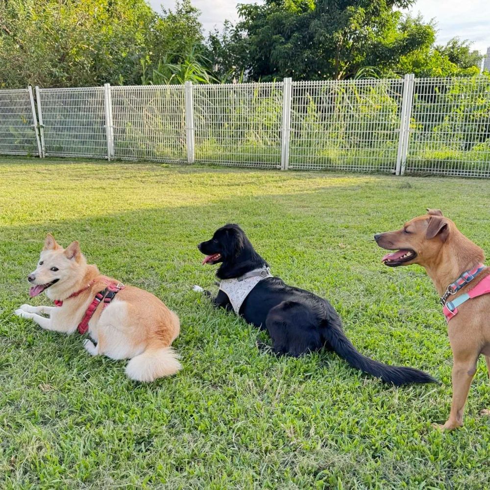 2026台北3大寵物旅館推薦！愛貓成癮媲美貓界五星級飯店、這間按體型分區讓主人超安心！-16