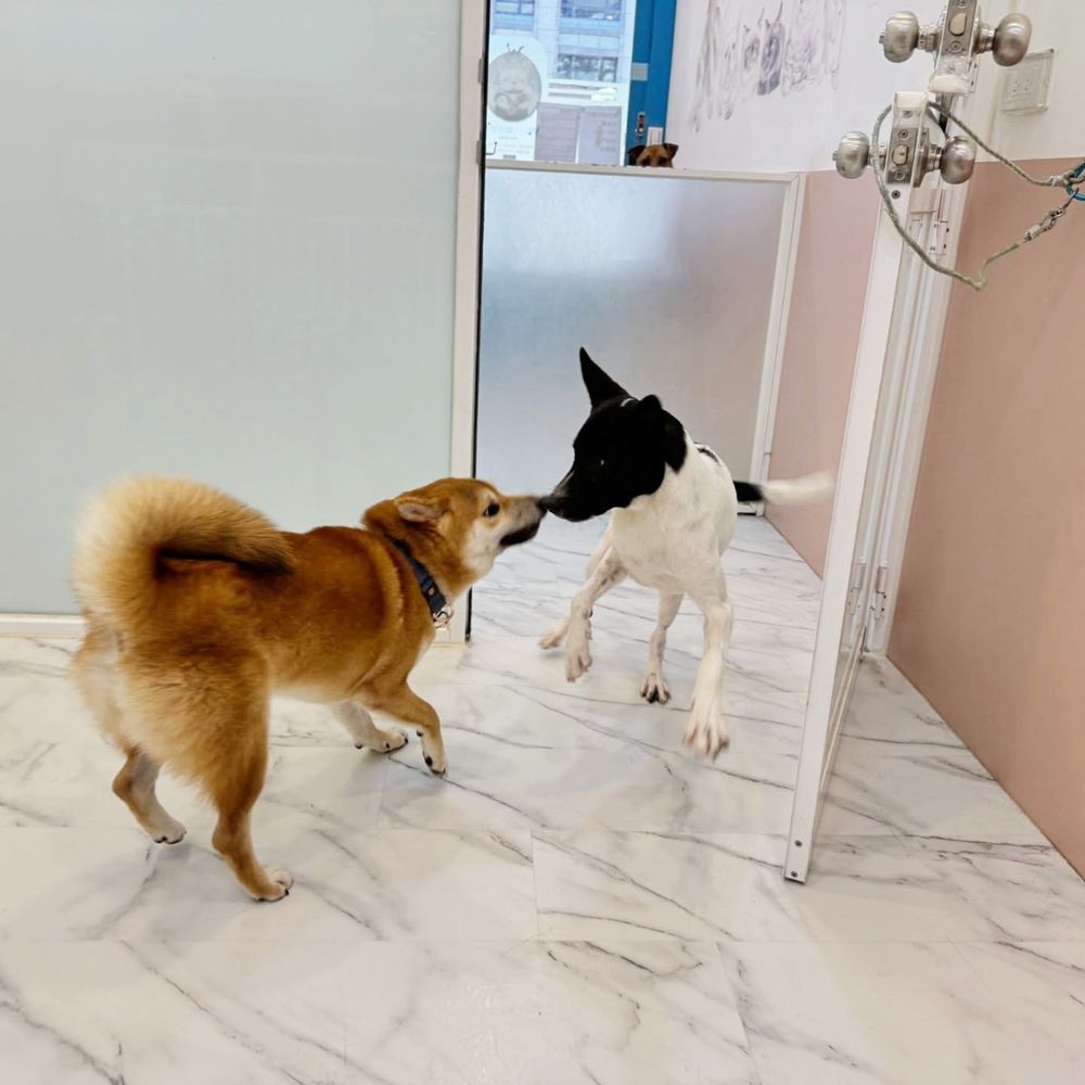 2026台北3大寵物旅館推薦！愛貓成癮媲美貓界五星級飯店、這間按體型分區讓主人超安心！-17