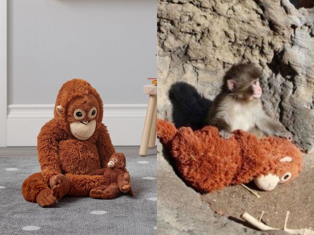 雲端姨姨們都在關注！日本小猴寶寶Panchi爆紅、從小被棄養靠「這隻」IKEA玩偶媽媽陪伴！-2