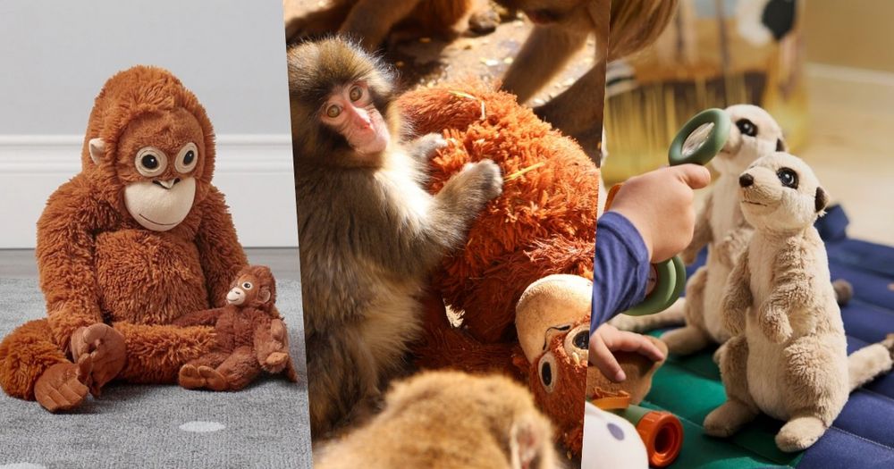 雲端姨姨們都在關注！日本小猴寶寶Panchi爆紅、從小被棄養靠「這隻」IKEA玩偶媽媽陪伴！-14