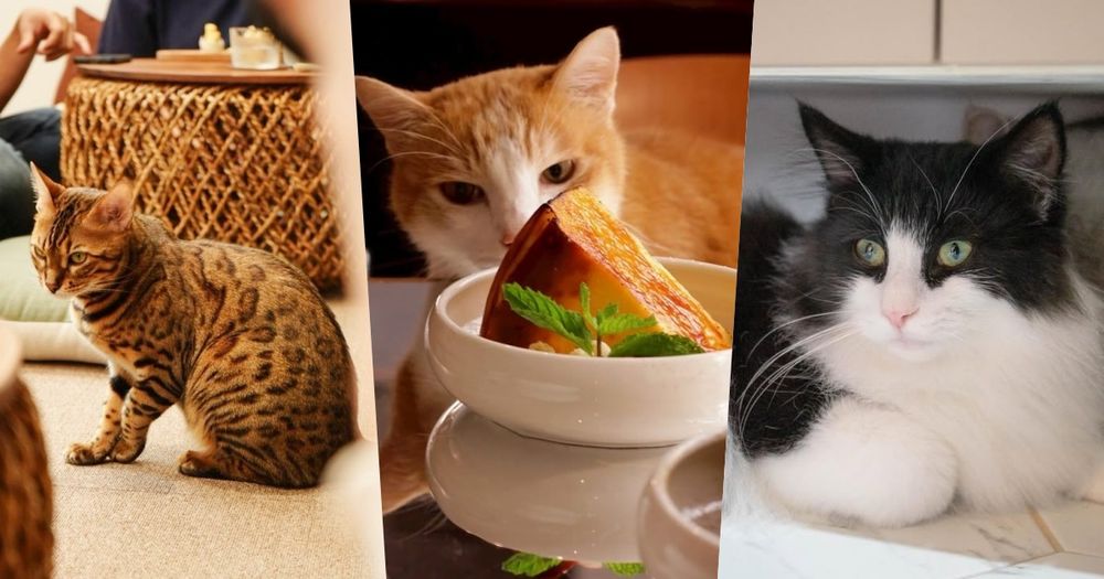 2025雙北4間貓咪咖啡廳推薦！呆萌賓士貓店長讓你擼到爆、還有Q翻「貓貓造型甜點」要吃！-1