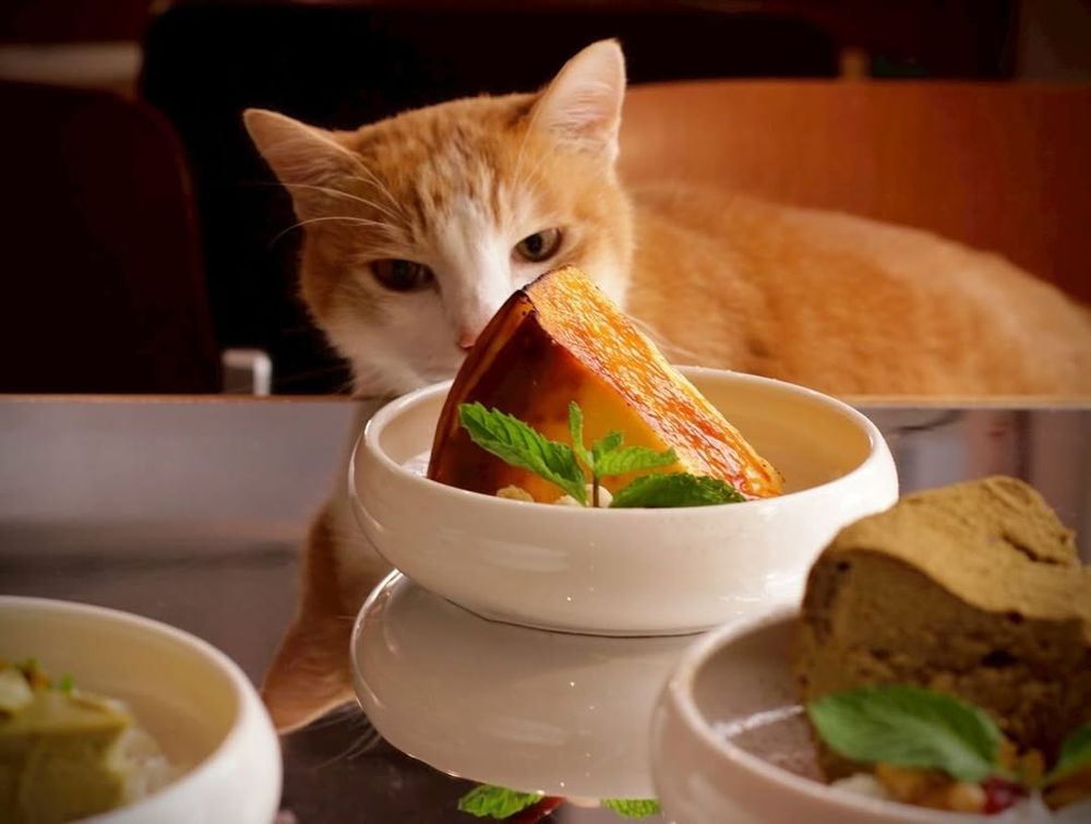 2025雙北4間貓咪咖啡廳推薦！呆萌賓士貓店長讓你擼到爆、還有Q翻「貓貓造型甜點」要吃！-2