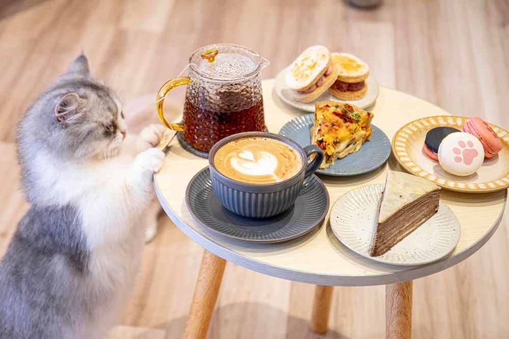 2025雙北4間貓咪咖啡廳推薦！呆萌賓士貓店長讓你擼到爆、還有Q翻「貓貓造型甜點」要吃！-15