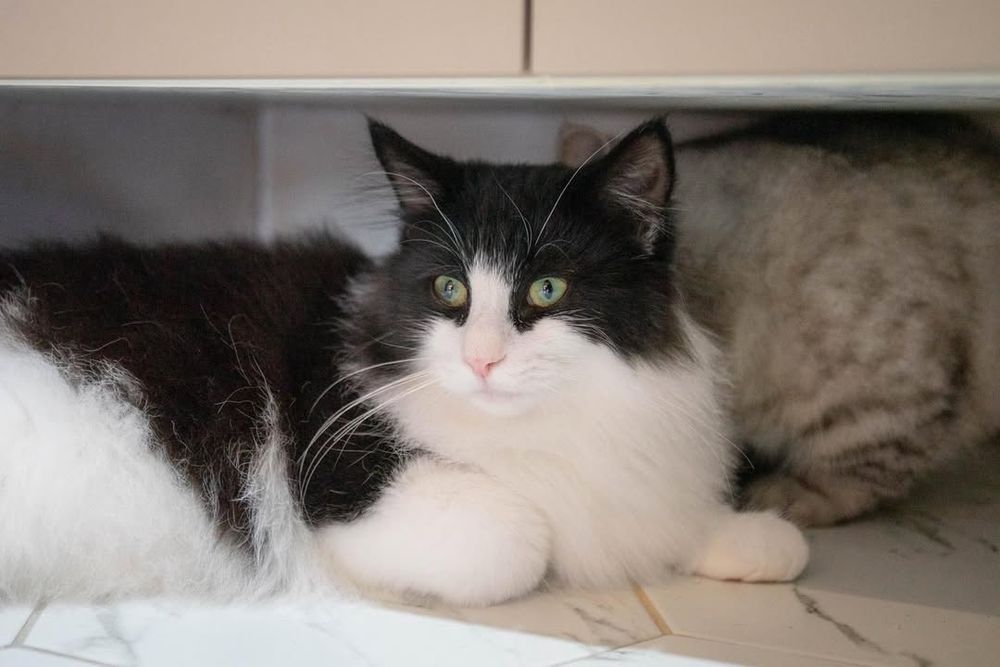 2025雙北4間貓咪咖啡廳推薦！呆萌賓士貓店長讓你擼到爆、還有Q翻「貓貓造型甜點」要吃！-23