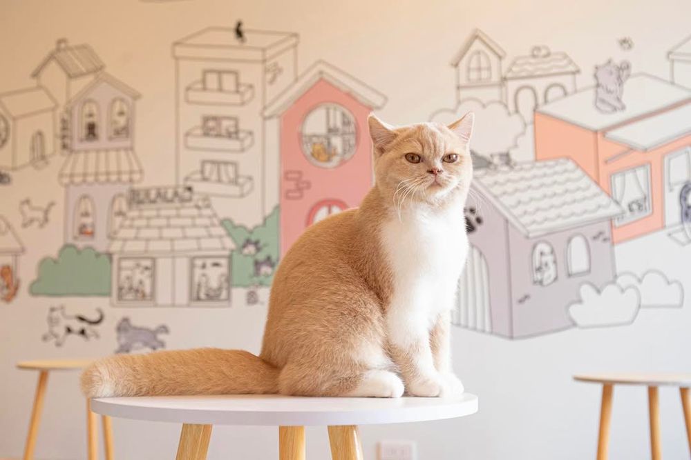 2025雙北4間貓咪咖啡廳推薦！呆萌賓士貓店長讓你擼到爆、還有Q翻「貓貓造型甜點」要吃！-14