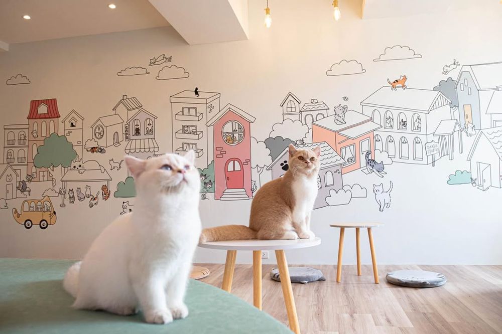 2025雙北4間貓咪咖啡廳推薦！呆萌賓士貓店長讓你擼到爆、還有Q翻「貓貓造型甜點」要吃！-16