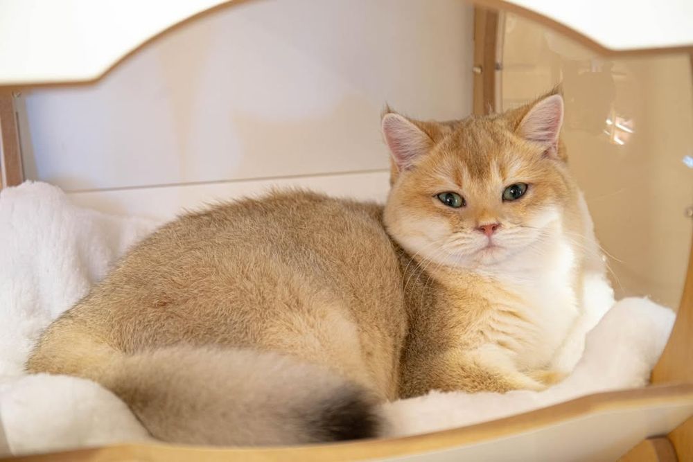 2025雙北4間貓咪咖啡廳推薦！呆萌賓士貓店長讓你擼到爆、還有Q翻「貓貓造型甜點」要吃！-17