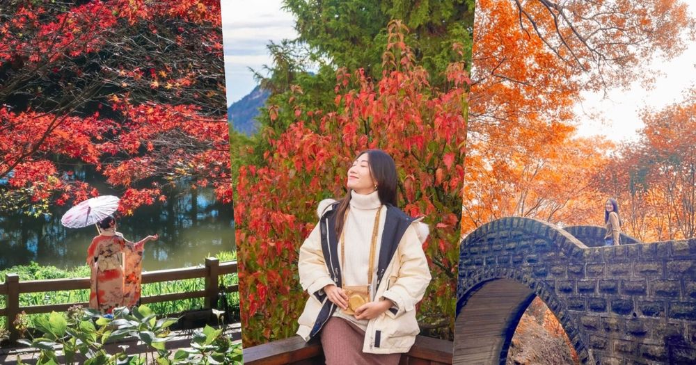 2025全台賞楓景點推薦！阿里山小笠原觀景台一片楓紅超夢幻、「這裡」除了楓葉還有落羽松拍起來美炸！-1