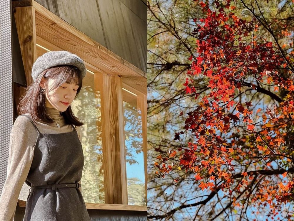 2025全台賞楓景點推薦！阿里山小笠原觀景台一片楓紅超夢幻、「這裡」除了楓葉還有落羽松拍起來美炸！-9