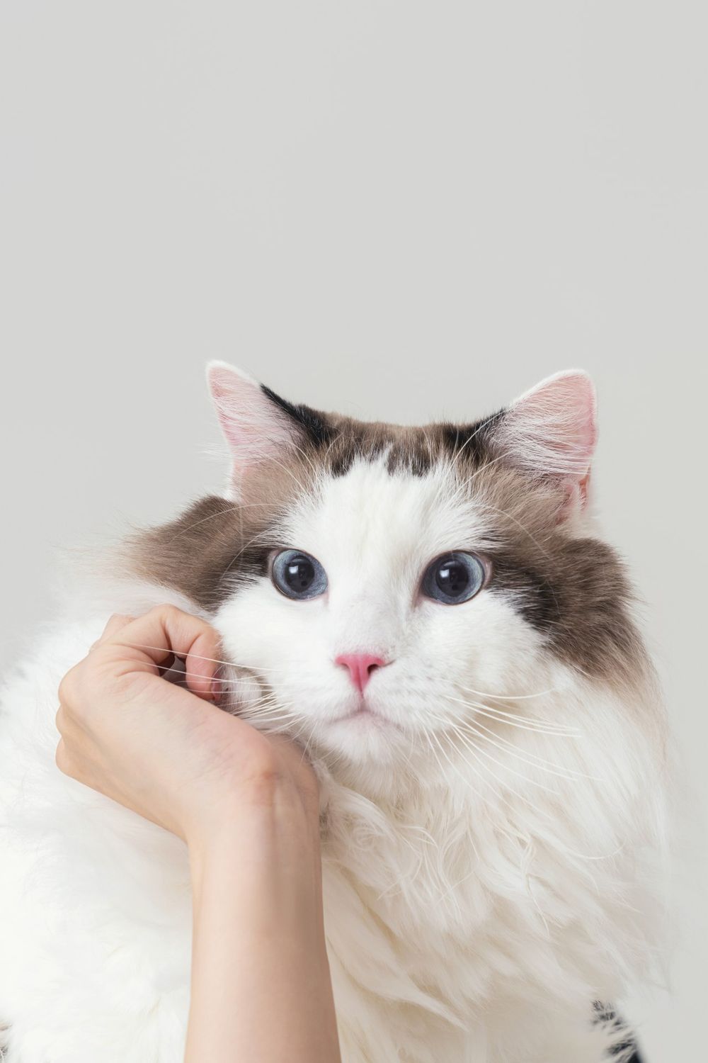 從浪LIVE直播到球場，「樂天音樂才女」黃禹菡和三隻小室友的甜蜜大直擊！-6