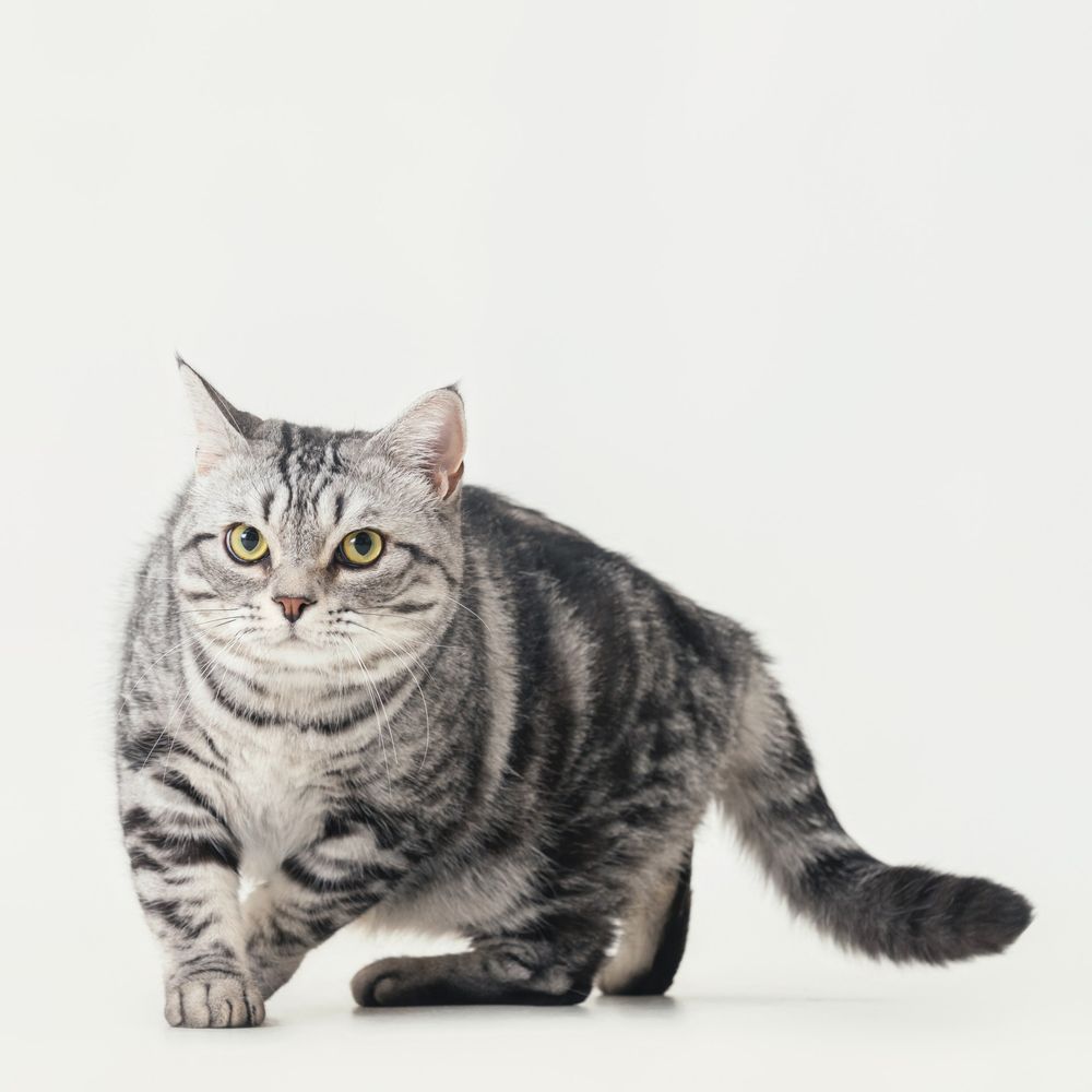 從浪LIVE直播到球場，「樂天音樂才女」黃禹菡和三隻小室友的甜蜜大直擊！-5