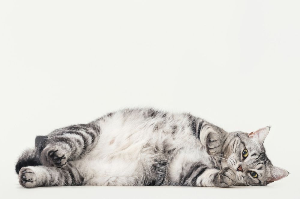 從浪LIVE直播到球場，「樂天音樂才女」黃禹菡和三隻小室友的甜蜜大直擊！-7