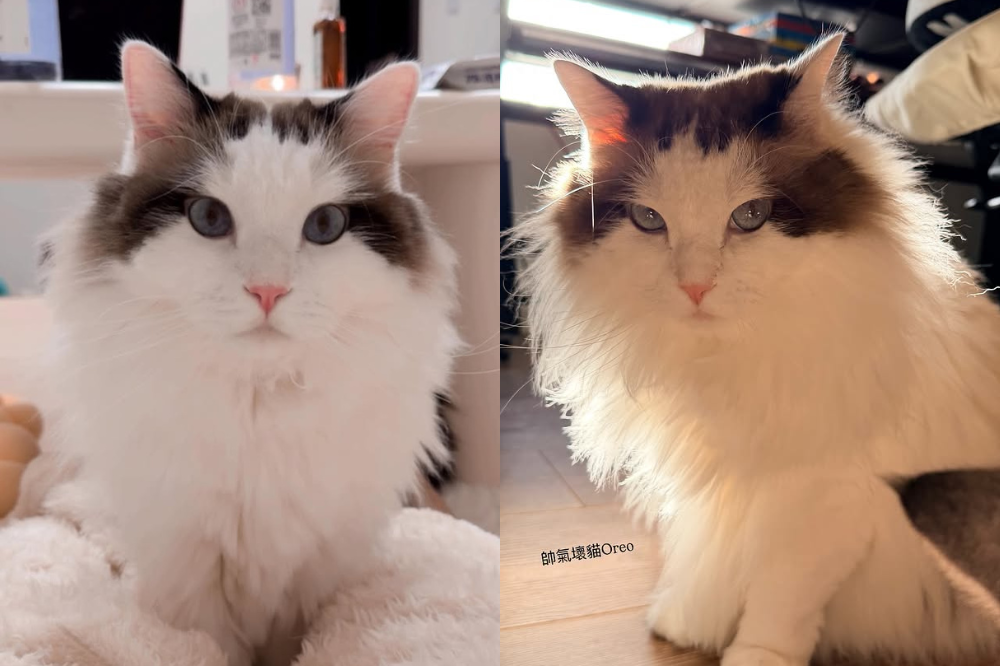 從浪LIVE直播到球場，「樂天音樂才女」黃禹菡和三隻小室友的甜蜜大直擊！-8